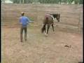 Young Horse Management: Ground Driving Techniques