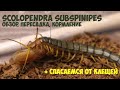 Scolopendra subspinipes. Кормление сколопендры, пересадки, борьба с клещами