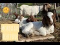 Morning Routine on the Farm - 9 goats!