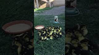 How do happy ducklings outside? shorts explore