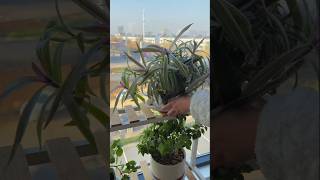 This is how stylish plant owners organize #aesthetic #organized #trendy