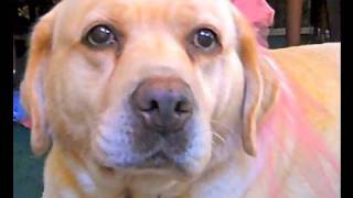 Lara - A Rescue Dog Success Story