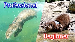 The best otter swimmer and the beginner otter swimmer. [Otter life Day 503]