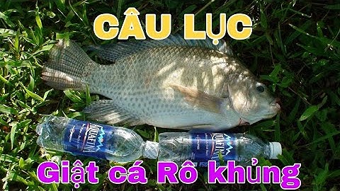 Câu Lục giật cá rô phi khủng mỏi tay với bài mồi đơn giản - fishing big tilapia with easy bait