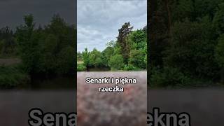 Okonie w malowniczej rzeczce, czy są?