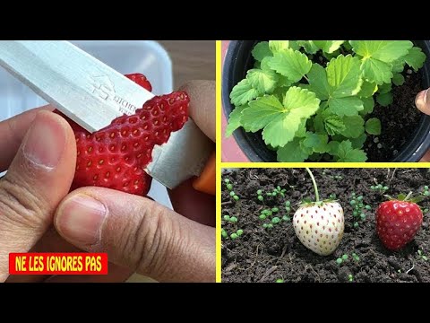 Vidéo: Pouvez-vous obtenir des fraises bleues?