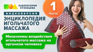 Механизмы воздействия игольчатого массажа