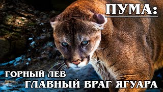PUMA (MOUNTAIN LION): Universal predator is not afraid even of bears and jaguars