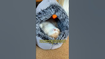 Tôi Đã Tìm Hiểu VÀ Phát Hiện Ra Lý Do Mèo Mê Mẩn Ổ Hang Hơn Cả Giường Ngủ Vào Mùa Lạnh!