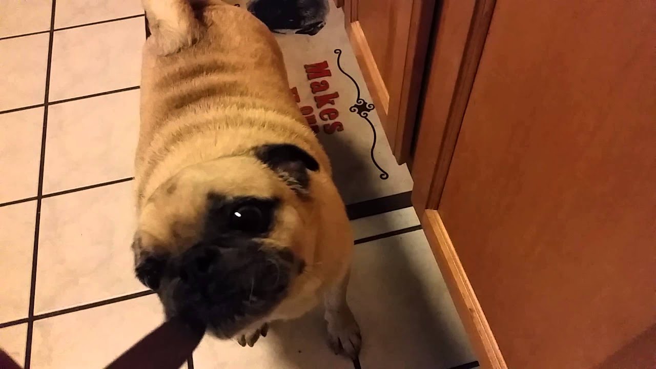 why do dogs like peanut butter pug peanut butter and cabinets why do dogs like peanut butter pug peanut butter and cabinets
