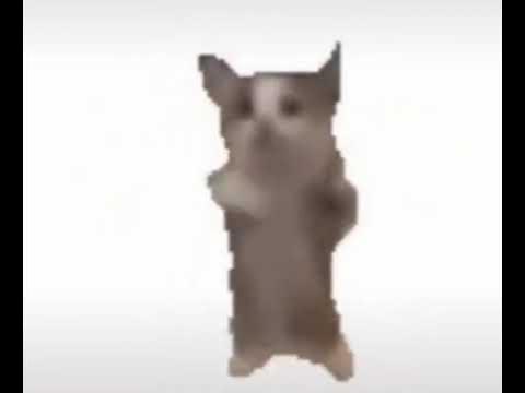 Танцующий кот мем с песней