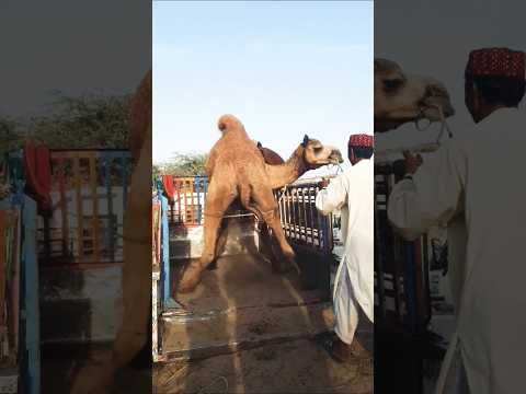 عندما وضع الجمل في عربة في السوق فعل شيئ ا لدرجة أن العربة القوية نفسها انهارت