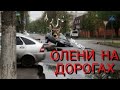 Удачно починили рацию, олени на дорогах