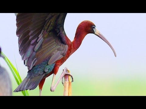 Videó: Ibises Repülési Precíziós Kábító Kutatói