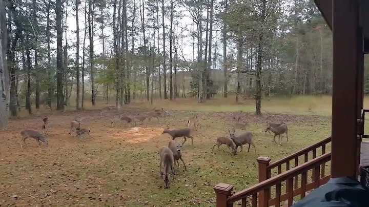 Thanksgiving Deer 2022