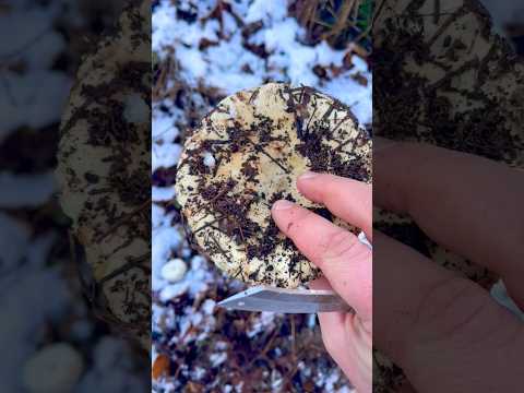 Video: Familia Russula. ciuperci lactice