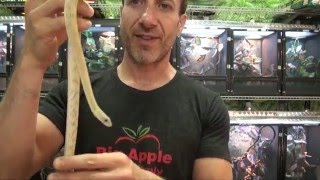 Trans Pecos Rat Snakes For Sale. Buy at Big Apple Pet with Same Day Shipping.