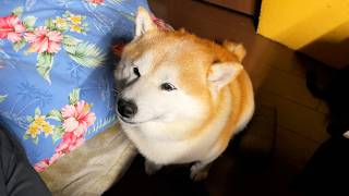 なでなでが終了すると、こういう顔をしてなでなで延長へ無言の圧力をかけてくる柴犬