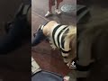 酔って四つん這いになるギャル
