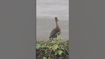 The Lesser Whistling Duck: A Little Rest