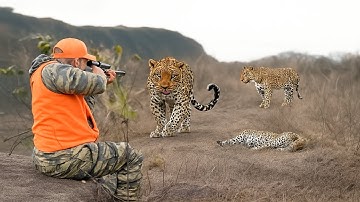 Danger: Watch How India’s Hunters  Cleared Out Thousands of Leopards #leopards