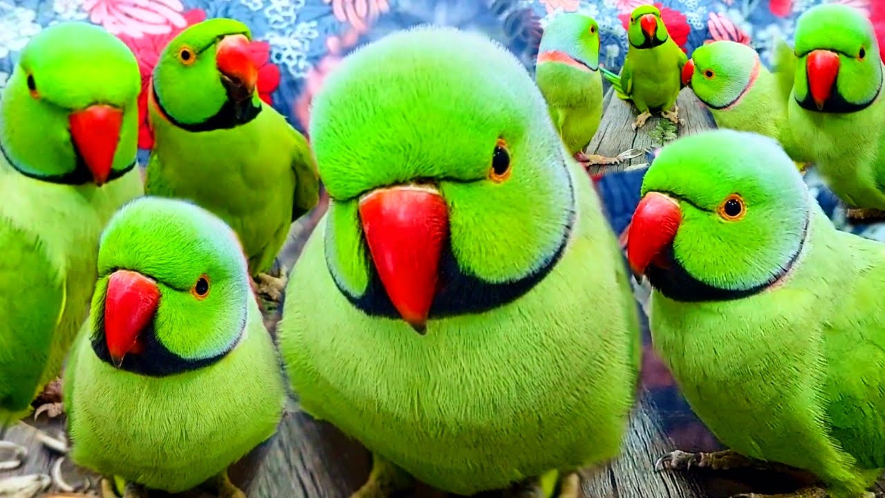 All Toty Talking🥀Mithuu Mithuu♥️🍃 - YouTube