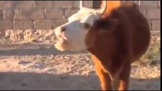 Vaca falante screenshot 2