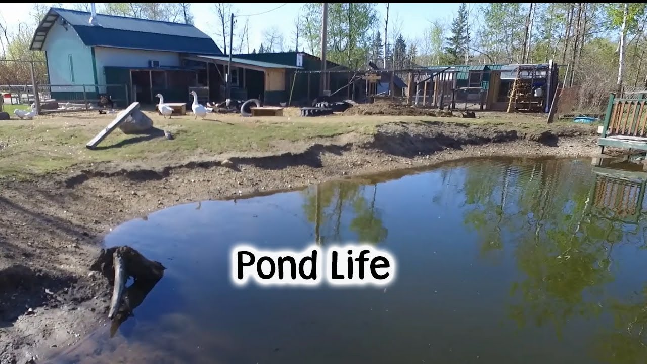 Pond Life on the Farm YouTube