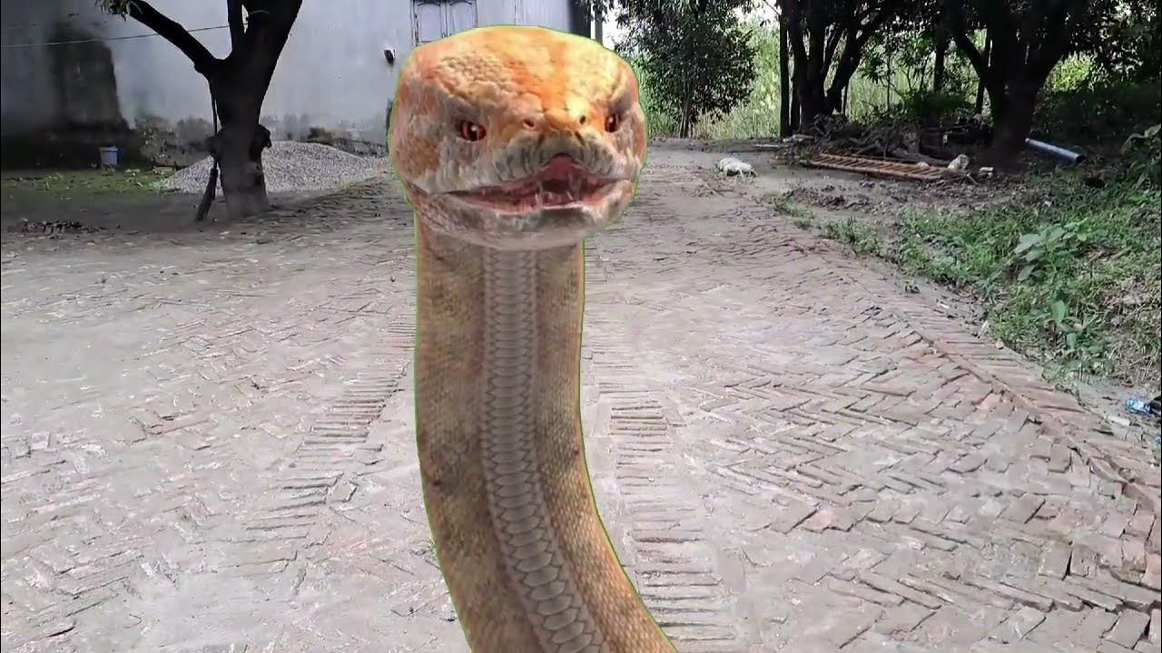 Snake in real life / Snake Encounters You Really Shouldn't Watch / P .N