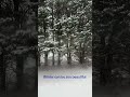 #beautiful #snow #snowstorm #woods #cold #beauty #mother #booktok #foryou #singlemothers #cooking