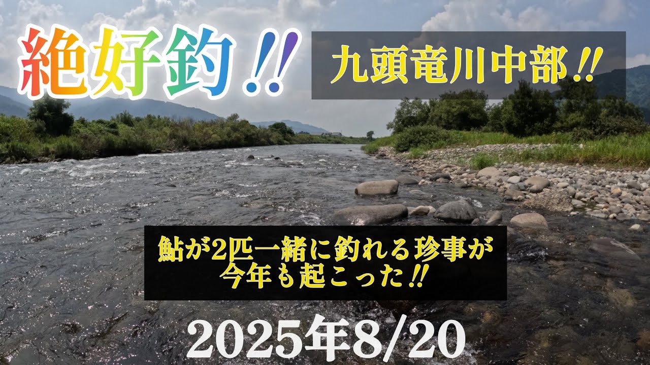 絶好釣‼️九頭竜川中部‼️鮎が2匹一緒に釣れる珍事が今年も起こった‼️2025年8/20