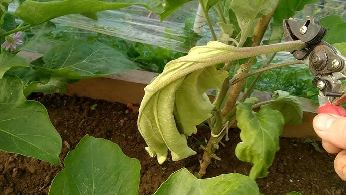 Мулхер Меласиямен жыныстық қатынасты қараңыз Жертөледегі порно құбыжықтар