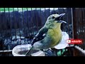 Download Lagu Suara Burung Sirtu / Cipow Ngekrek Untuk Pancingan