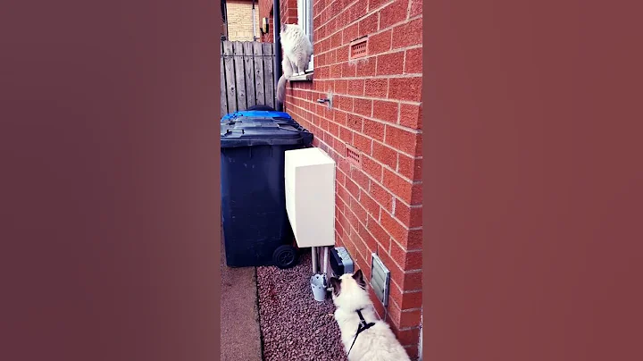 Video 4147781: ragdollkitten cutecats, kitten ragdollkittens, ragdollkittens cute