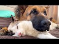 The German Shepherd uses a Cat as a pillow!
