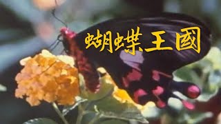 1980 臺灣蝴蝶生態紀錄片《蝴蝶王國》 