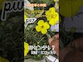雨☔や暑さに強い宿根草！pwさんよりカリロファスサニーチャーブがオススメ！