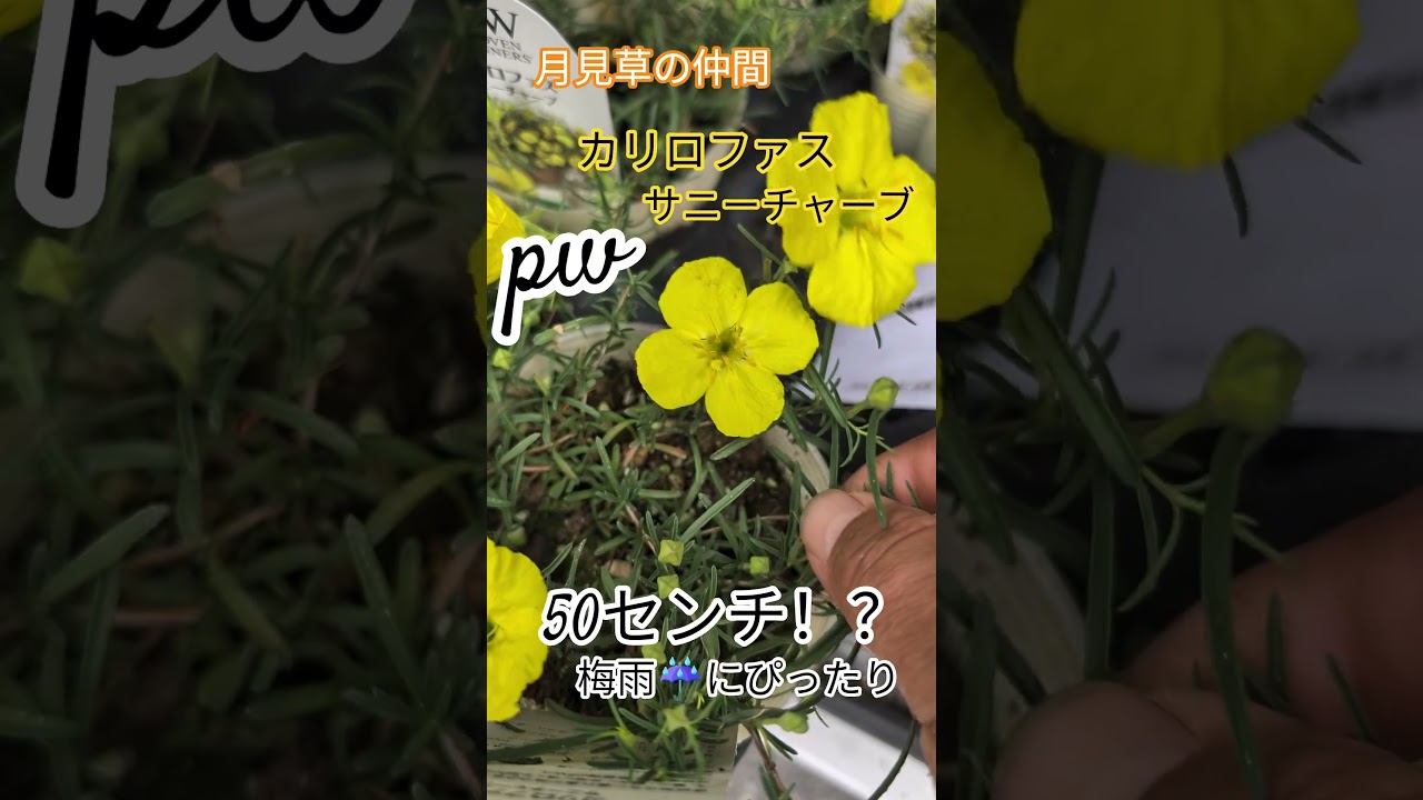 雨☔や暑さに強い宿根草！pwさんよりカリロファスサニーチャーブがオススメ！