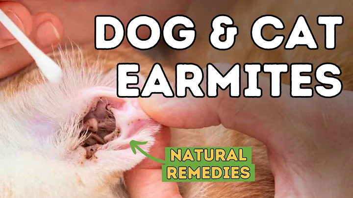 Ear Mites SOLVED Naturally! - DayDayNews