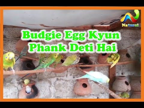 budgie band wiki Budgie Female Egg Kyun Phank Deti Hai How to stop your bird from breaking their eggs Reasons Solutio