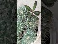 Mother of thousands plant in cactus pot