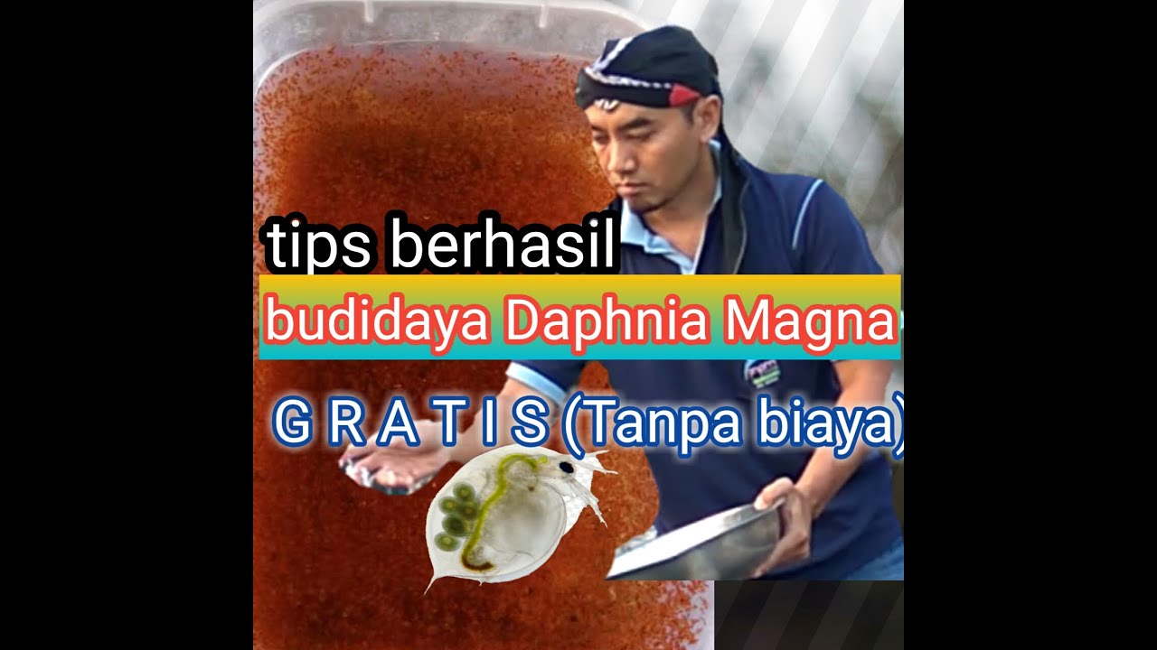 Budidaya Daphnia Magna ( kutu air raksasa) dengan Green Water