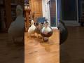 飼い主とほんとに遊ぶコールダック。Our Call Duck That Really Plays With Its Owner