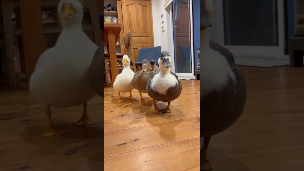飼い主とほんとに遊ぶコールダック。Our Call Duck That Really Plays With Its Owner