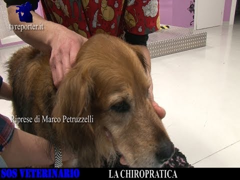 Video: Chi Paga Quando I Denti Volano? Cinque Regole Per L'etichetta Del Morso Degli Animali Domestici Dal POV . Del Veterinario