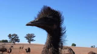 Emu looking closely down camera lens, Australia