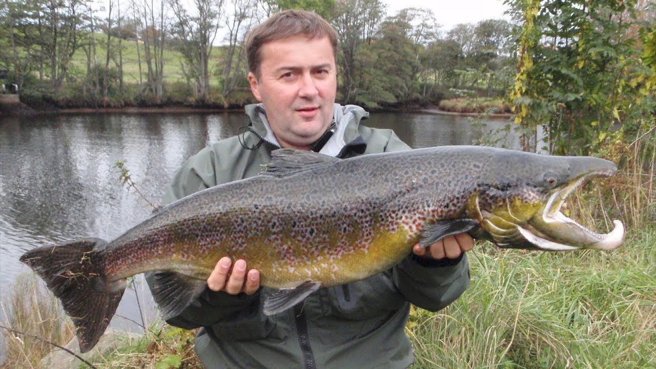 Fishing Salmon in Sweden Laxfiske in Sweden Švedska Ribolov