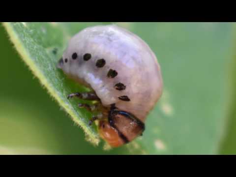 Potato Bug Bite Facts Pictures Live Grow Garden July 21