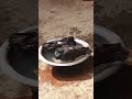 7 January 2026 kabutar ki prajati Anmol hai