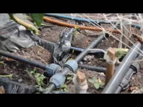 Видео: Засаждане на пипер в оранжерия